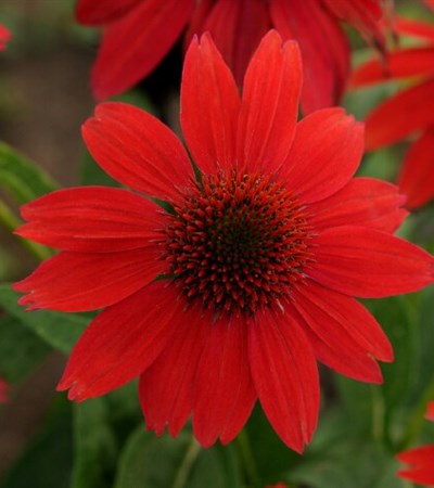 Coneflower Sombrero® Salsa Red